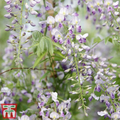 Wisteria Prolific 1.5 Litre Potted Plant x 1 - 3