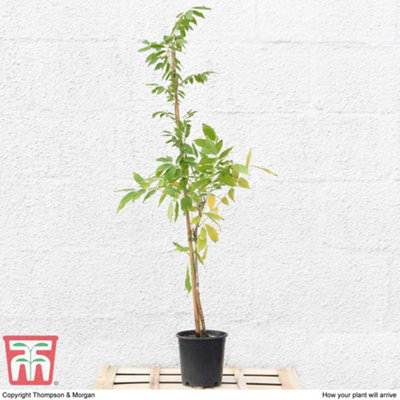 Wisteria Prolific 1.5 Litre Potted Plant x 1 - 4