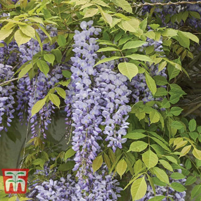 Wisteria Prolific 1.5 Litre Potted Plant x 1 - 5