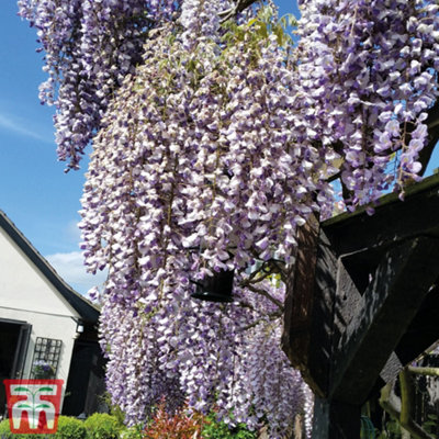 Wisteria Prolific 1.5 Litre Potted Plant x 1 - 6