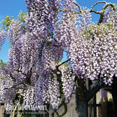 Wisteria Prolific 1.5 Litre Potted Plant x 1 - 7