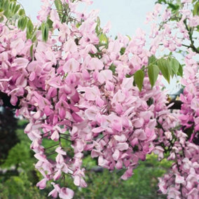 Wisteria Showa-beni Silky Wisteria Pink Flowering Vine Plant 60cm Cane 3L Pot