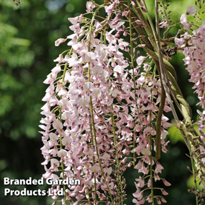 Wisteria sin. Rosea 1.7 Litre Potted Plant x 1