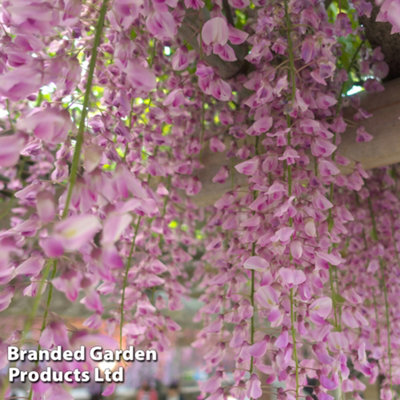 Wisteria sin. Rosea 1.7 Litre Potted Plant x 1
