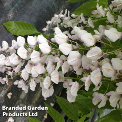 その他 Apolina Ines Set Wisteria 5-7y Child_Banner.jpg?v=1740006871