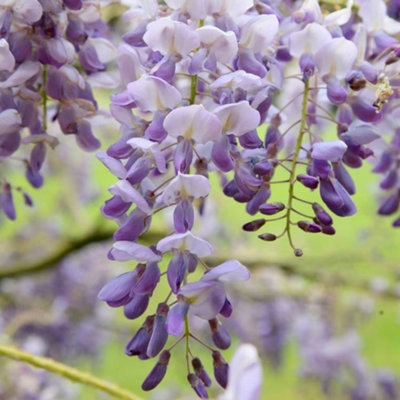 Wisteria sinensis Amethyst Chinese Wisteria Purple VinePlant 60cm Cane 3L Pot