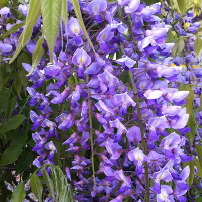 wisteria 0419  Wisteria Creeper-Purple Rain 10L – Lenzanne Plants