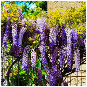 Wisteria sinensis / Chinese Wisteria in 9cm Pot, Climbing Shrub, Fragrant Flowers