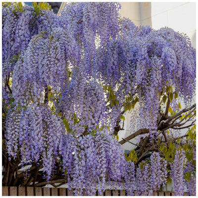 Wisteria sinensis / Chinese Wisteria in a 2L Pot, Fragrant Flowers 3FATPIGS