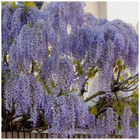 Wisteria sinensis / Chinese Wisteria in a 2L Pot, Fragrant Flowers 3FATPIGS