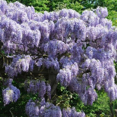 Wisteria sinensis Prolific Chinese Wisteria Purple VinePlant 60cm Cane 3L Pot