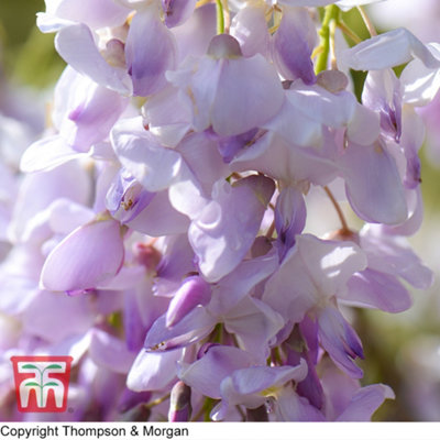 Wisteria Tree Standard 2 Litre Potted Plant x 1