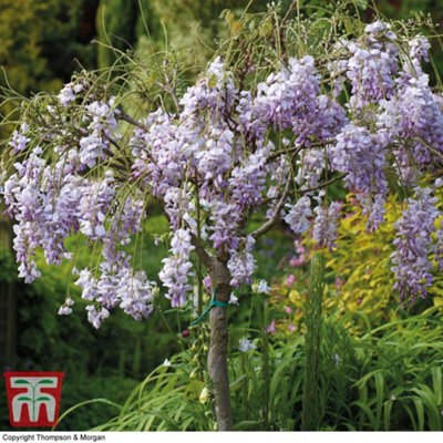 Wisteria Tree Standard 2 Litre Potted Plant x 1
