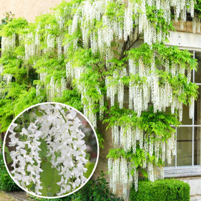 Wisteria White - Delicate Flowering Vine for Elegant Outdoor Spaces - UK Plant (30-40cm Height Including Pot)