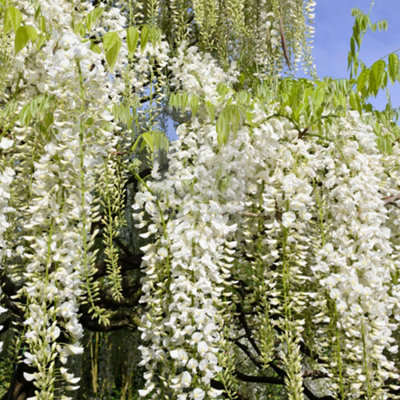 Wisteria White - Delicate Flowering Vine for Elegant Outdoor Spaces - UK Plant (30-40cm Height Including Pot)