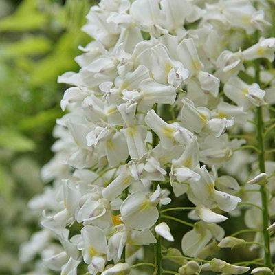 Wisteria White - Delicate Flowering Vine for Elegant Outdoor Spaces - UK Plant (30-40cm Height Including Pot) - 3