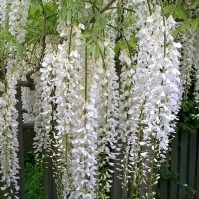 Wisteria White - Delicate Flowering Vine for Elegant Outdoor Spaces - UK Plant (30-40cm Height Including Pot) - 4