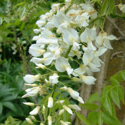Wisteria White - Delicate Flowering Vine for Elegant Outdoor Spaces - UK Plant (30-40cm Height Including Pot) - 5