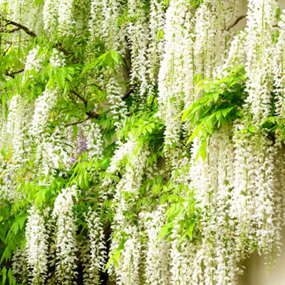 Wisteria White - Delicate Flowering Vine for Elegant Outdoor Spaces - UK Plant (30-40cm Height Including Pot) - 6