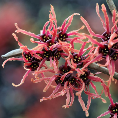 Witch Hazel Hamamelis x intermedia 'Ruby Glow' in a 2L Pot