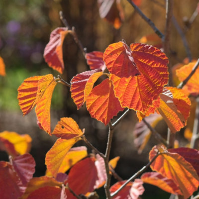 Witch Hazel Hamamelis x intermedia 'Ruby Glow' in a 2L Pot