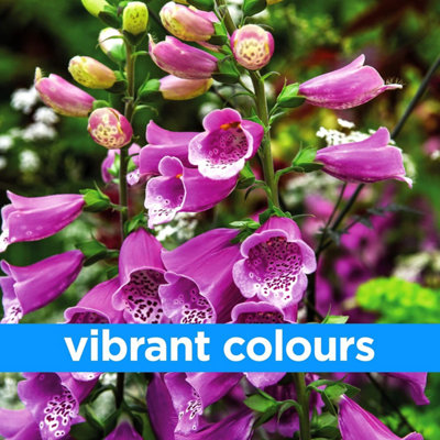 Woodland Garden Wildflower Seeds - Bees & Butterflies