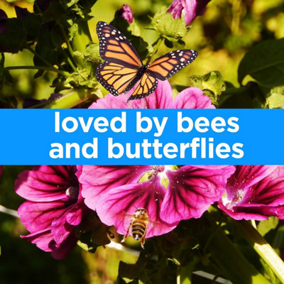 Woodland Garden Wildflower Seeds - Bees & Butterflies - 4