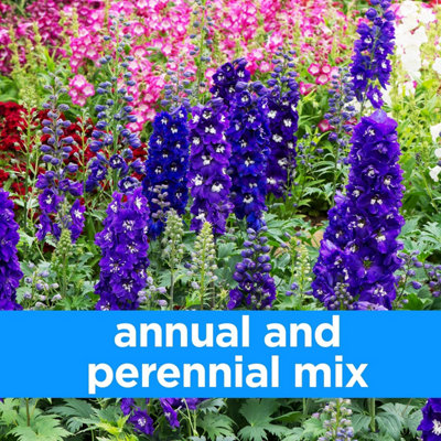 Woodland Garden Wildflower Seeds - Bees & Butterflies - 5