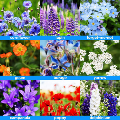 Woodland Garden Wildflower Seeds - Bees & Butterflies - 7