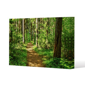 Woodland path (Canvas Print) / 127 x 101 x 4cm