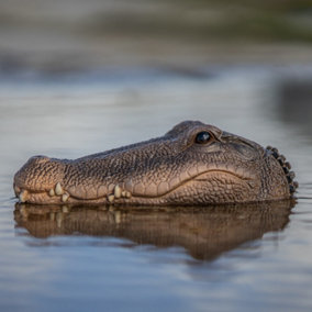 Woodside Floating Crocodile Head