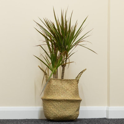 Woodside Seagrass Belly Basket PACK OF 2 - LARGE - 4