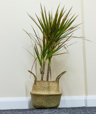 Woodside Seagrass Belly Basket PACK OF 2 - MEDIUM - 5