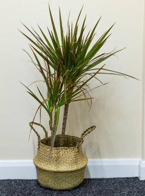 Woodside Seagrass Belly Basket PACK OF 2 - MEDIUM - 6