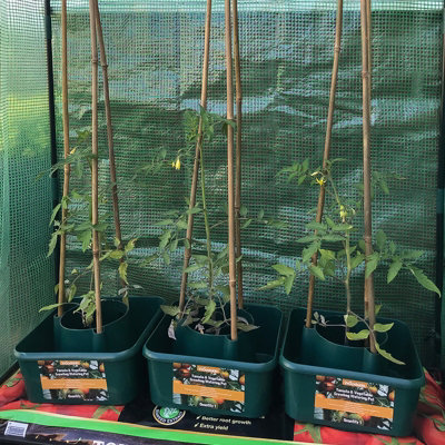 Woodside Tomato & Vegetable Growbag Watering Pots 6 PACK - 3