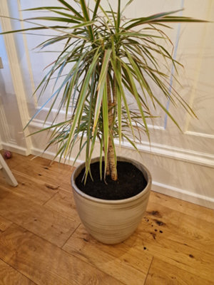 Wormganix Fine Composted bark houseplant potting & growing peat free compost 20L - 4