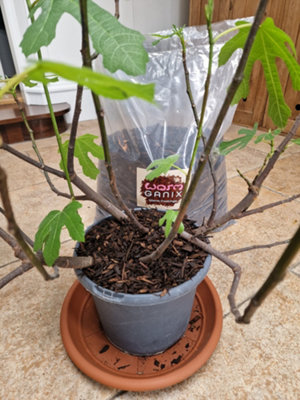 Wormganix fine moist dark forest bark chips sieved/graded 6-8mm Houseplant Mulch 5 Litre Bag