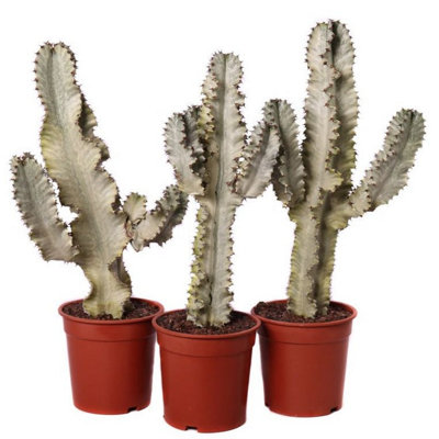 Euphorbia outlet Candelabra Variegated Cutting