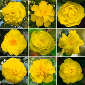 Yellow Camellia Garden Plant - Striking Yellow Pink Blooms, Compact Size (20-30cm Height Including Pot)