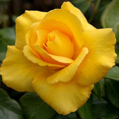 Yellow Rose Bush - Smiley Face