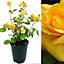 Yellow Rose Bush - Smiley Face