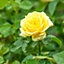 Yellow Rose Bush - Smiley Face