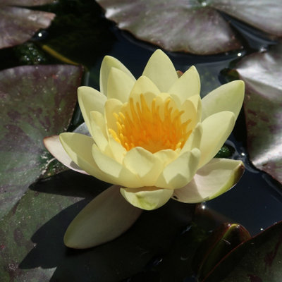 Yellow Sensation Water Lily - Potted - Marginal Aquatic Pond Plant
