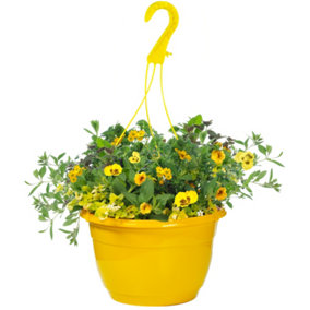 Yellow Shades Hanging Basket: Sunny Yellow Blooms, Outdoor Radiance (25cm)