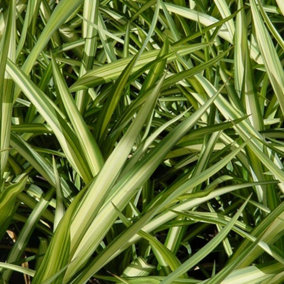 Yellow Wave New Zealand Flax Outdoor Shrub Plant Phormium 2L Pot