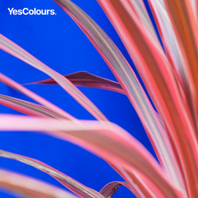 YesColours Electric Blue matt emulsion paint, 2 Litres, Premium, Low VOC, Pet Friendly, Sustainable, Vegan