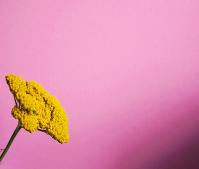 YesColours Joyful Pink paint swatch, perfect colour match