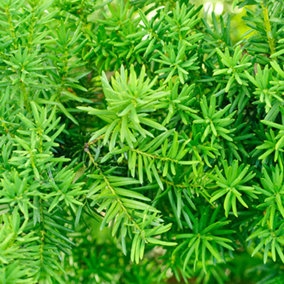 Yew Hedging Plant, Taxus baccata, 9cm Pot 25-35cm Tall, Pack of 50, Evergreen, Ready to Plant