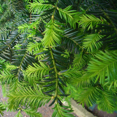 Yew Hedging Plant