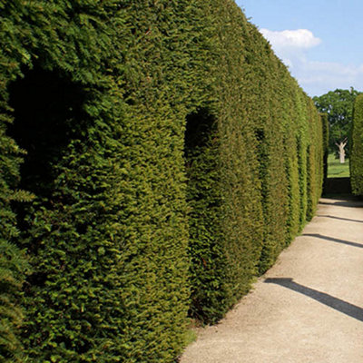 Yew Hedging Plant - 3